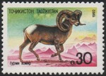 Marco Polo sheep (Ovis ammon polii)