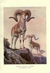 Marco Polo sheep (Ovis ammon polii)