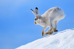 white-tailed jackrabbit (Lepus townsendii)