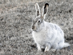 white-tailed jackrabbit (Lepus townsendii)