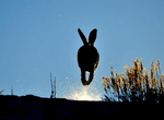 white-tailed jackrabbit (Lepus townsendii)