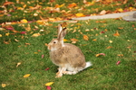 white-tailed jackrabbit (Lepus townsendii campanius)