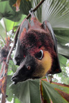 giant golden-crowned flying fox, golden-capped fruit bat (Acerodon jubatus)