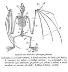 giant golden-crowned flying fox, golden-capped fruit bat (Acerodon jubatus)