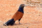 greater coucal (Centropus sinensis)