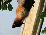 Ryukyu flying fox, Ryukyu fruit bat (Pteropus dasymallus)