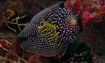 comet, marine betta (Calloplesiops altivelis)