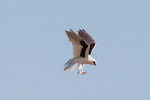 letter-winged kite (Elanus scriptus)