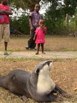 Cameroon clawless otter (Aonyx capensis congicus)