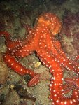 Atlantic white-spotted octopus (Callistoctopus macropus)