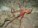 Atlantic white-spotted octopus (Callistoctopus macropus)