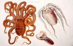 ...acropus), common blanket octopus (Tremoctopus violaceus), football octopus (Ocythoe tuberculata)