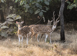 Indian spotted deer, chital (Axis axis)