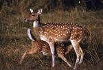 Indian spotted deer, chital (Axis axis)