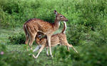 Indian spotted deer, chital (Axis axis)