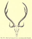 Indian spotted deer, chital (Axis axis)