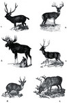 Cervidae: Indian sambar (Rusa unicolor), white-tailed deer (Odocoileus virginianus), elk (Alces ...