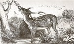 Indian spotted deer, chital (Axis axis)