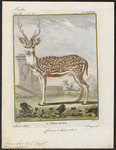 Indian spotted deer, chital (Axis axis)