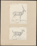 Indian spotted deer, chital (Axis axis)