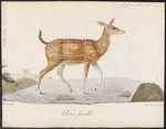 Indian spotted deer, chital (Axis axis)