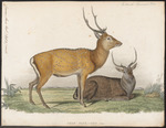 Indian spotted deer, chital (Axis axis)