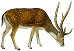 Indian spotted deer, chital (Axis axis)
