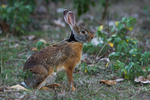 Indian hare, black-naped hare (Lepus nigricollis)