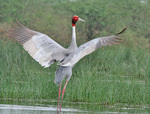 sarus crane (Antigone antigone)