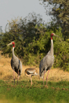 sarus crane (Antigone antigone)