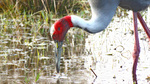 sarus crane (Antigone antigone)