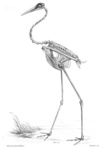 sarus crane (Antigone antigone)