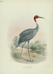 sarus crane (Antigone antigone)