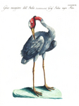 sarus crane (Antigone antigone)