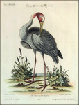 sarus crane (Antigone antigone)