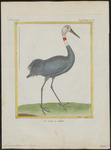 sarus crane (Antigone antigone)