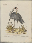 sarus crane (Antigone antigone)