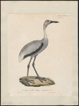 sarus crane (Antigone antigone)