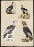 Andean condor (Vultur gryphus)