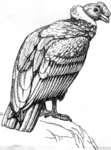 Andean condor (Vultur gryphus)