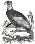 Andean condor (Vultur gryphus)