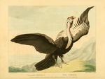 Andean condor (Vultur gryphus)