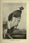 Andean condor (Vultur gryphus)