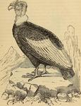 Andean condor (Vultur gryphus)