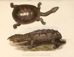 eastern long-necked turtle (Chelodina longicollis), matamata (Chelus fimbriata)