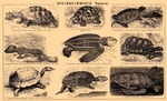 ...matamata (Chelus fimbriata), spur-thighed tortoise (Testudo graeca), European pond turtle (Emys 