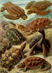 ...oise (Psammobates geometricus), Aldabra giant tortoise (Aldabrachelys gigantea), common snapping...