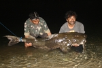 giant devil catfish, goonch catfish (Bagarius yarrelli)