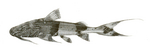 giant devil catfish, goonch catfish (Bagarius yarrelli)