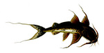 giant devil catfish, goonch catfish (Bagarius yarrelli)